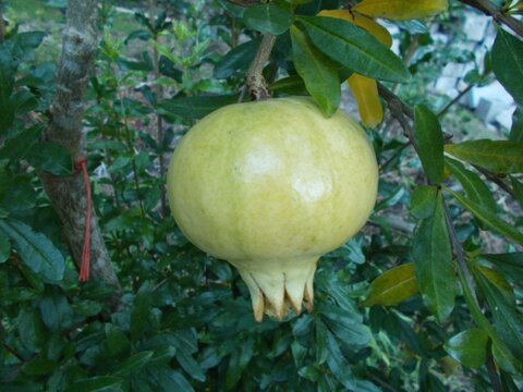 images/stories/virtuemart/product/Hako Botan